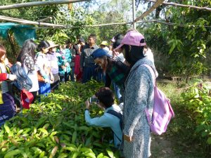 Field-trip zum Mangobaumzüchter